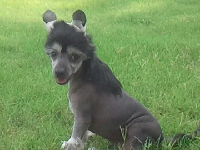 Altacrest's Got A Hold On Me