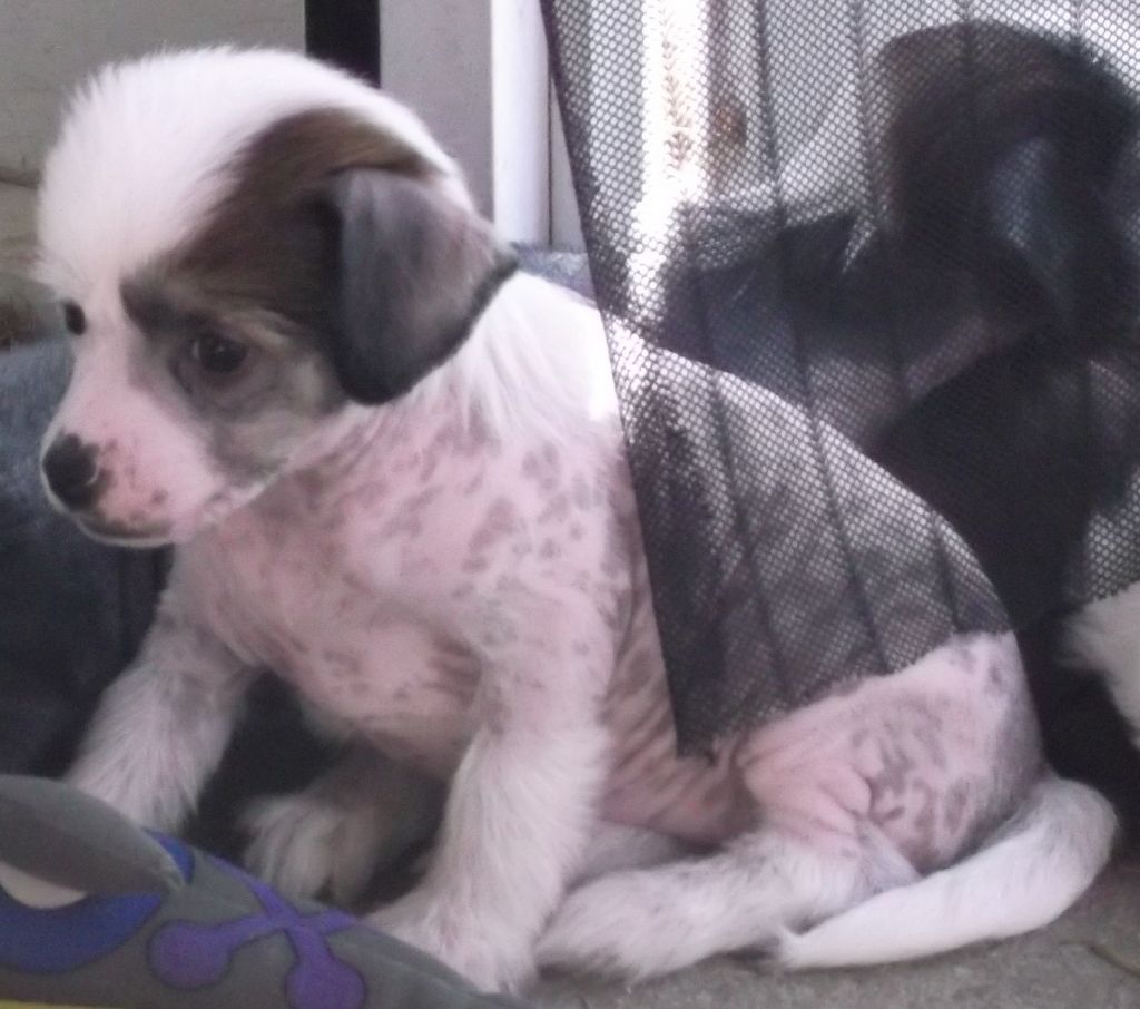 Altacrest's Taste the Rainbow