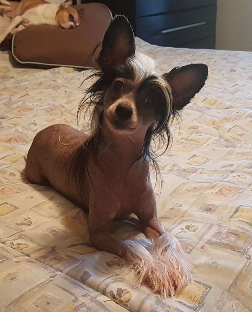 Altacrest's Get the Sensation