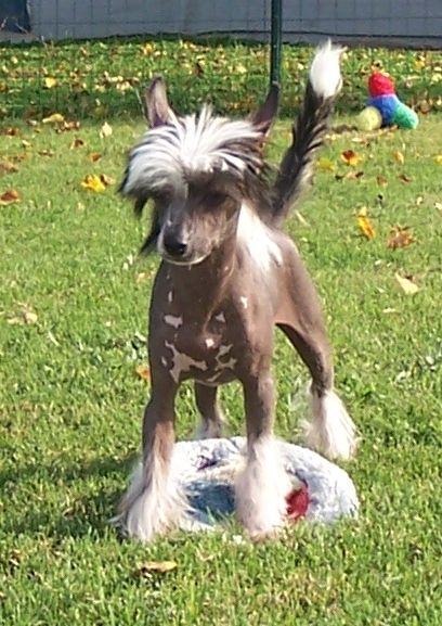 Altacrest's Snickers Satisfies