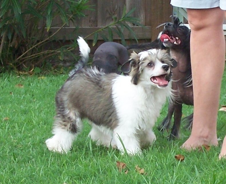 Altacrest's Gimme A Break