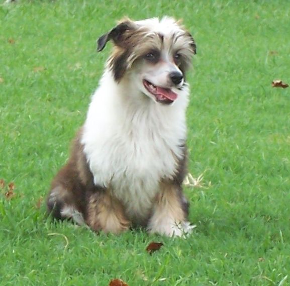 Altacrest's Chocolate in my PB