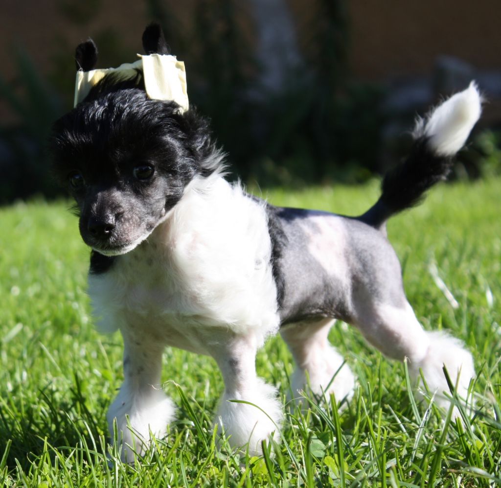 Magestic Dog Fen Chin Josefina Sarbona