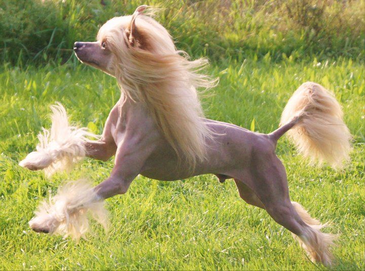 Whispering Lane Blame it on the Alcohol