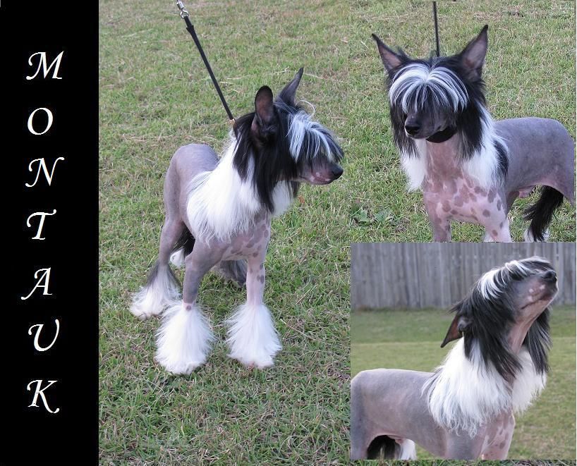 Pangea I'm Trawling Atlantis