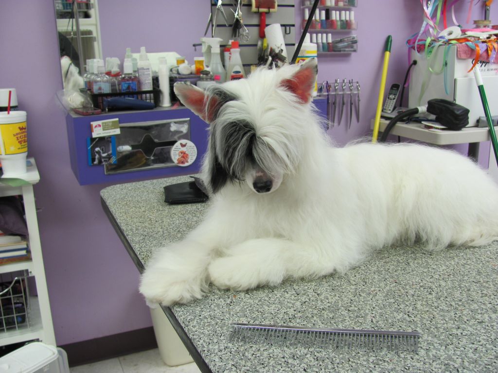 Pangea My Downeaster Alexa