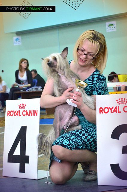 Kredo Festa Like the Sun