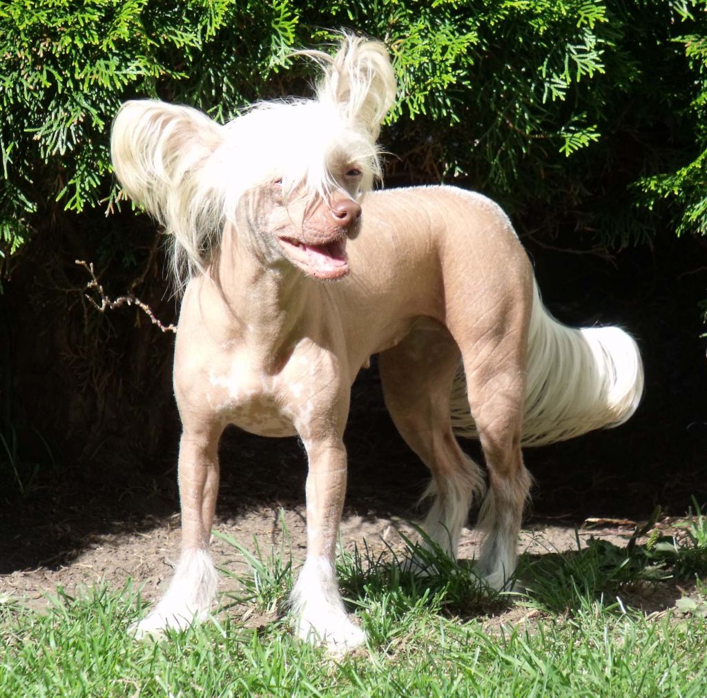 ChinoPata's Euphoric Madcap