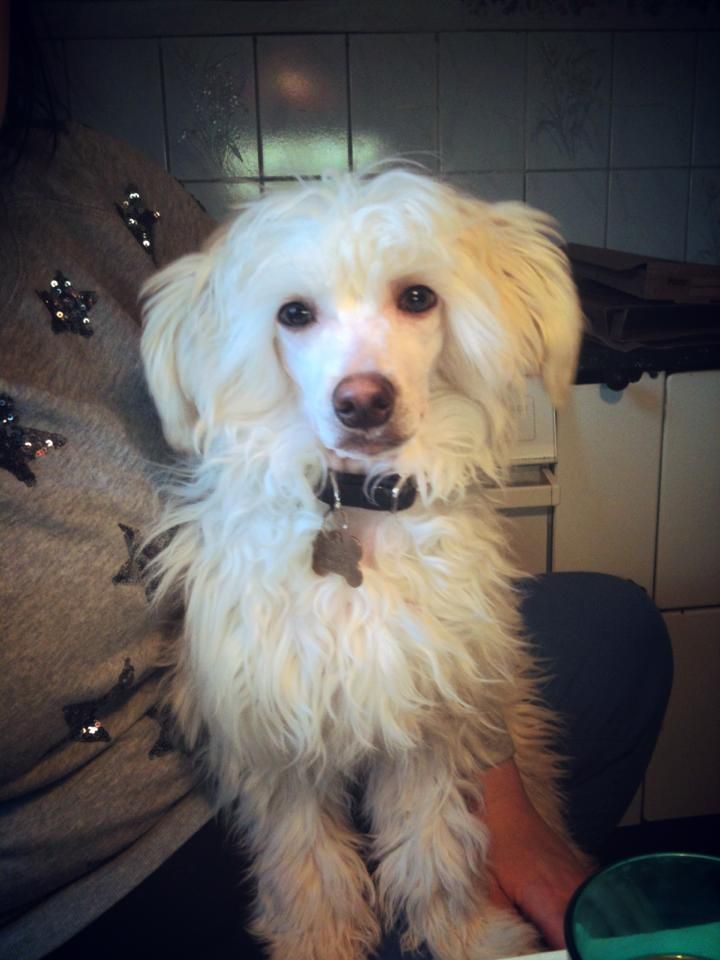 ChinoPata's Eat My Shorts