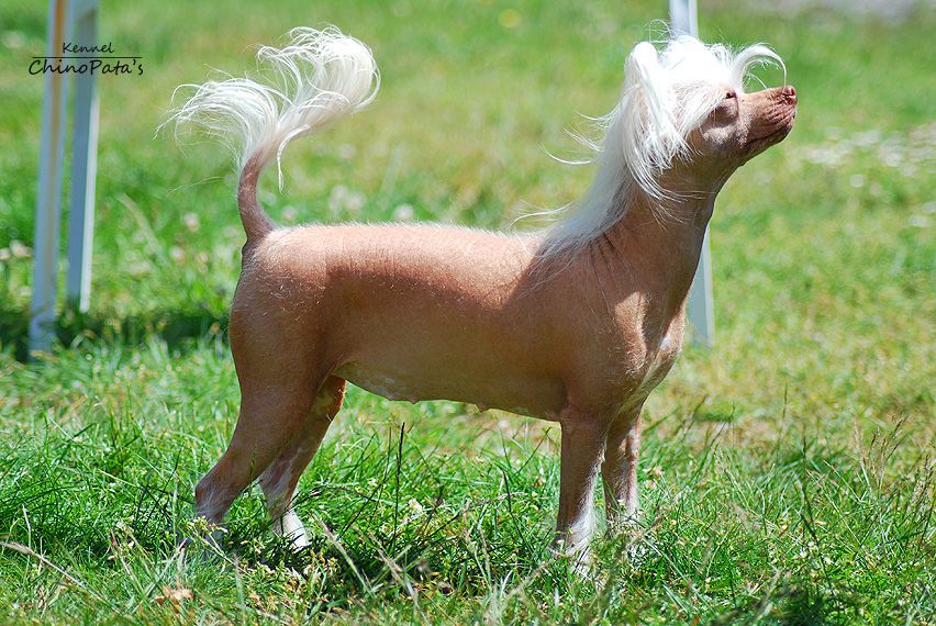 ChinoPata's El Diablo Wears Pink