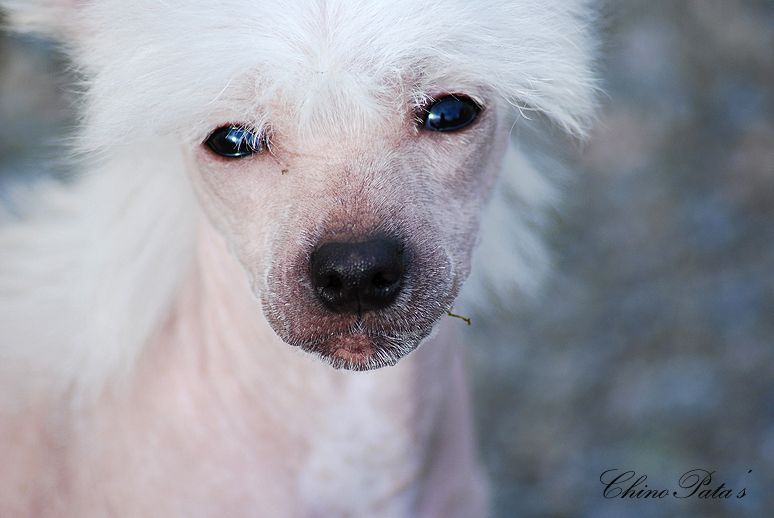 ChinoPata's Evil Cheese Maker