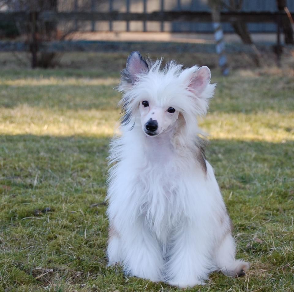 Spartace's Innie Minnie Miney Mo