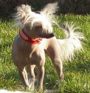 Belle von Rambazamba