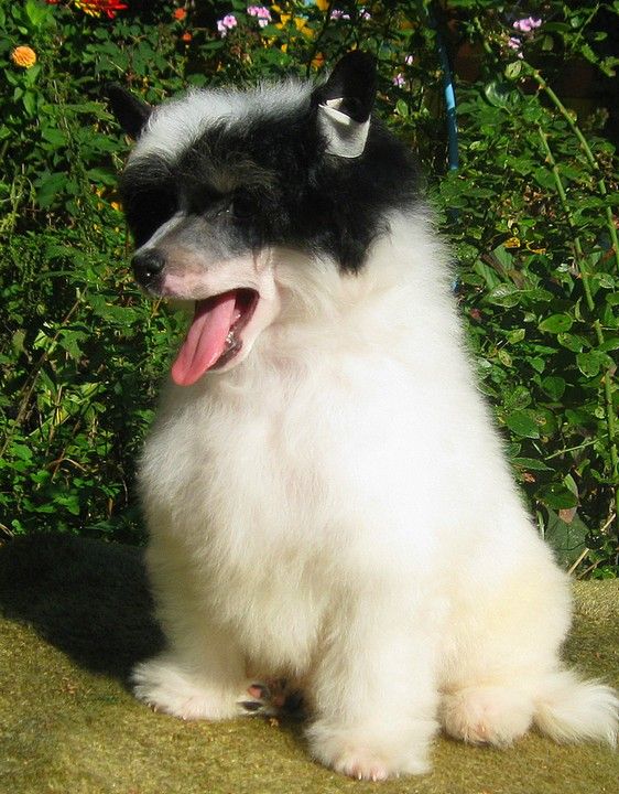 Angel O' Check Aferist.