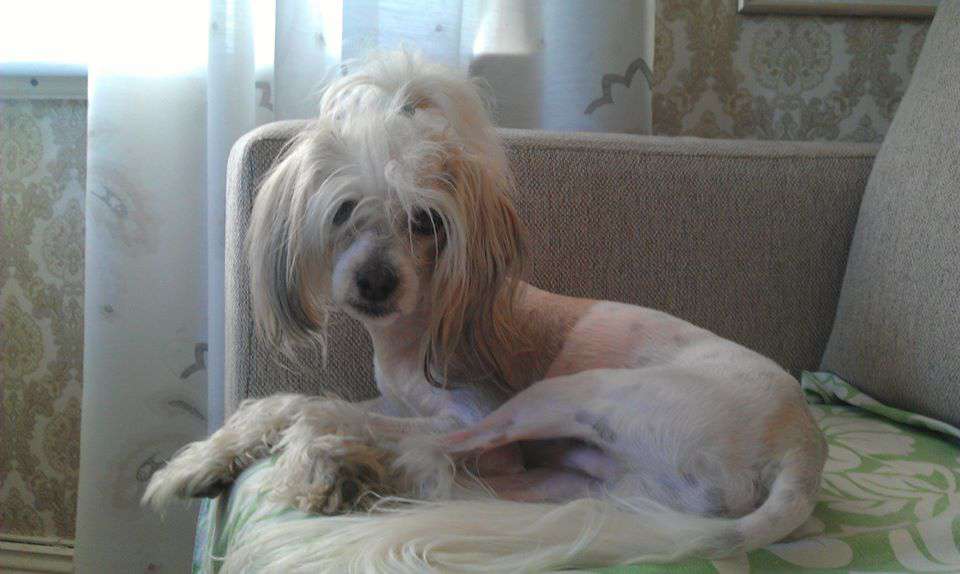 Qigous Li Zhuang Jia