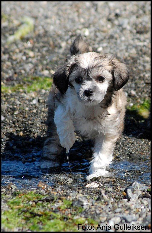 Chipradess's Amazing Aili