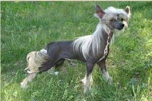 Manzana Di Oro Randevu