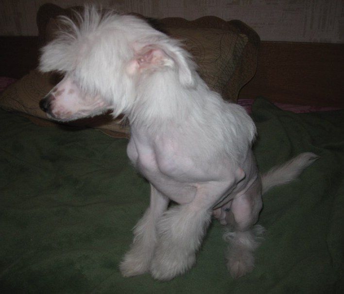 Sapfir iz Tsarskogo Sela Ilor De Star