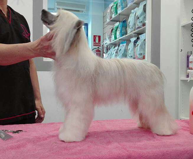 Golden Diamond Cresteds Berardi