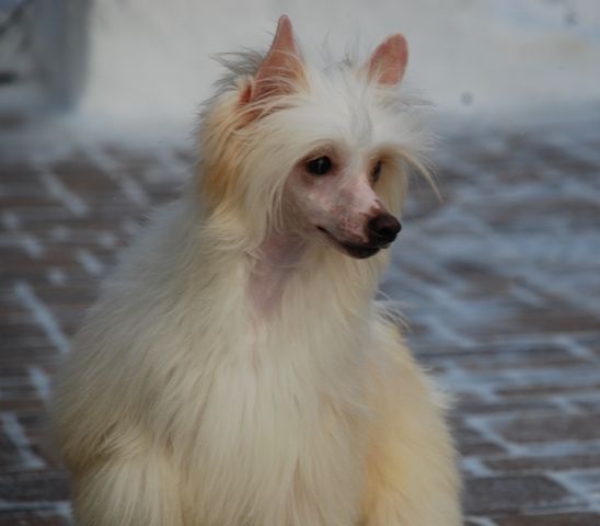 Golden Diamond Cresteds Hideaki