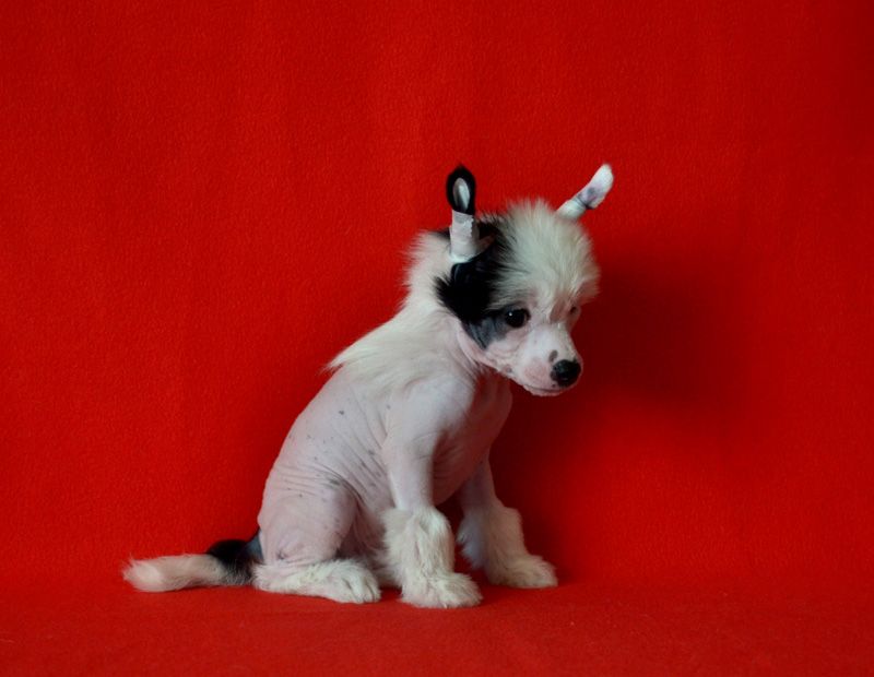 Volshebnaja Loshadka Diamond