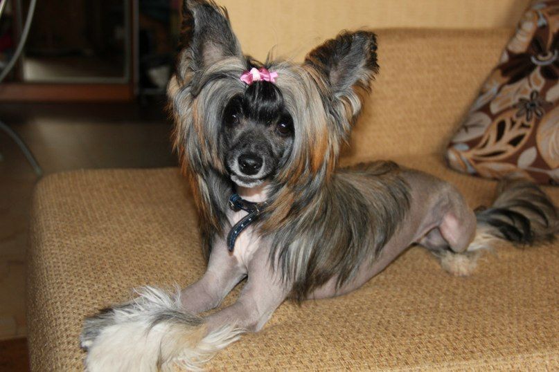 Volshebnaja Loshadka Delis