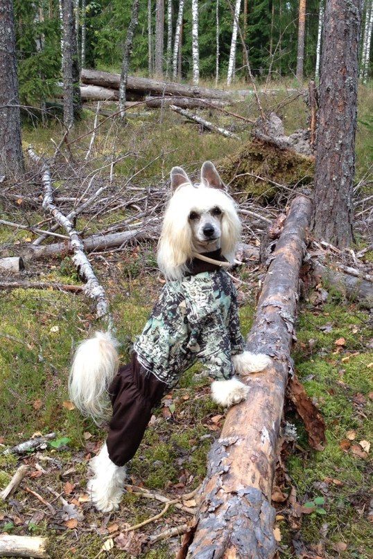 Volshebnaja Loshadka Darlen