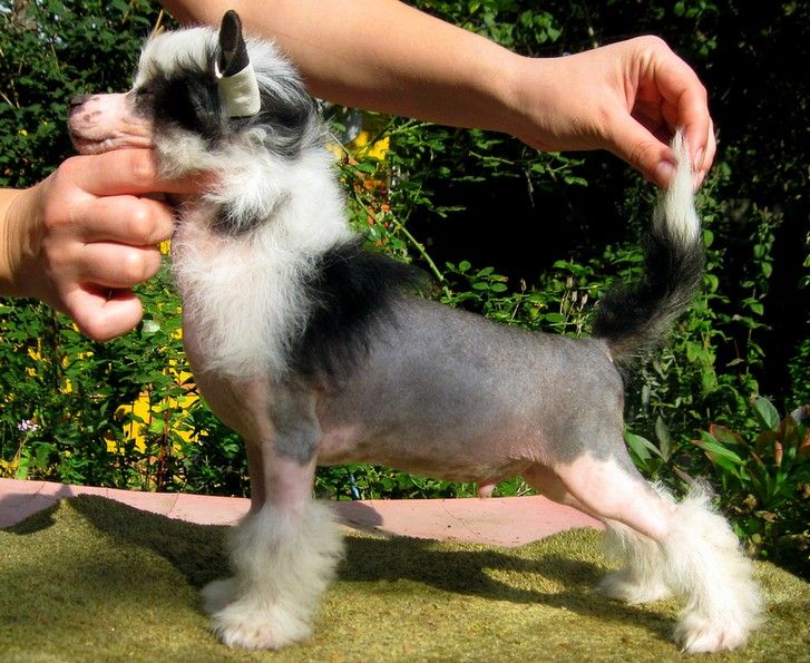 Angel O' Check Barhatny Blues.