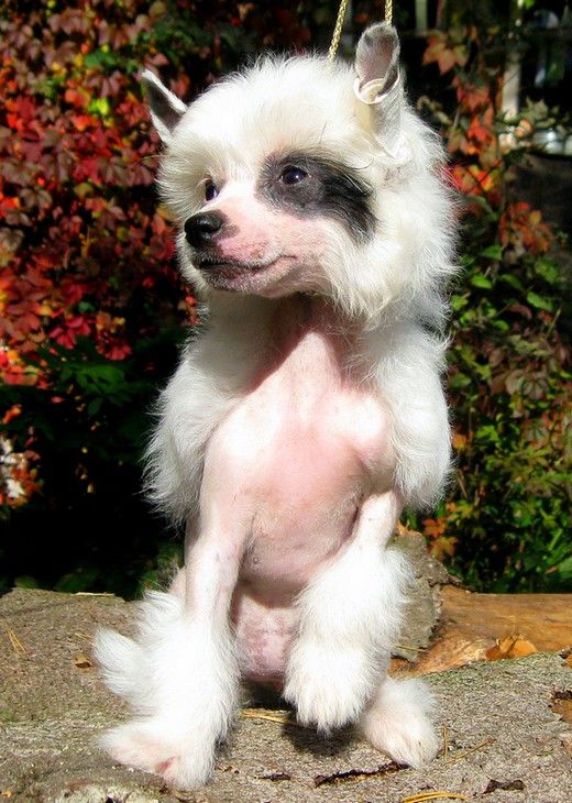 Angel O' Check Belaya Lilia.