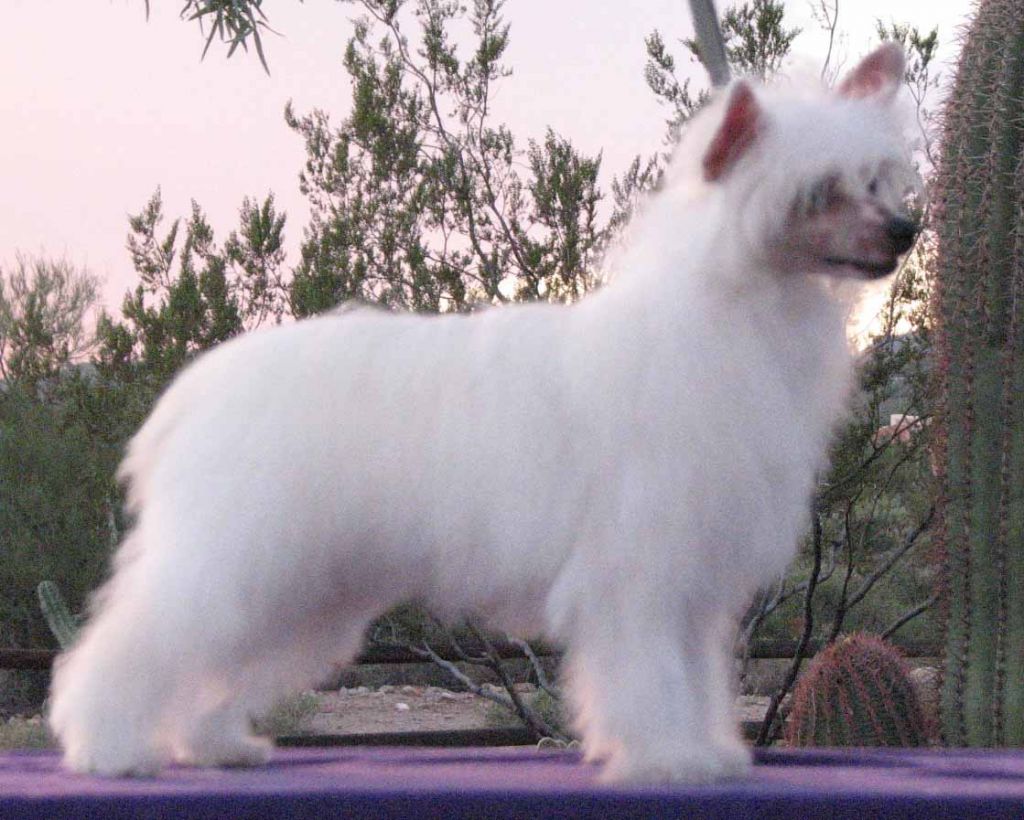 Crest-Vue's Sexy Teddy