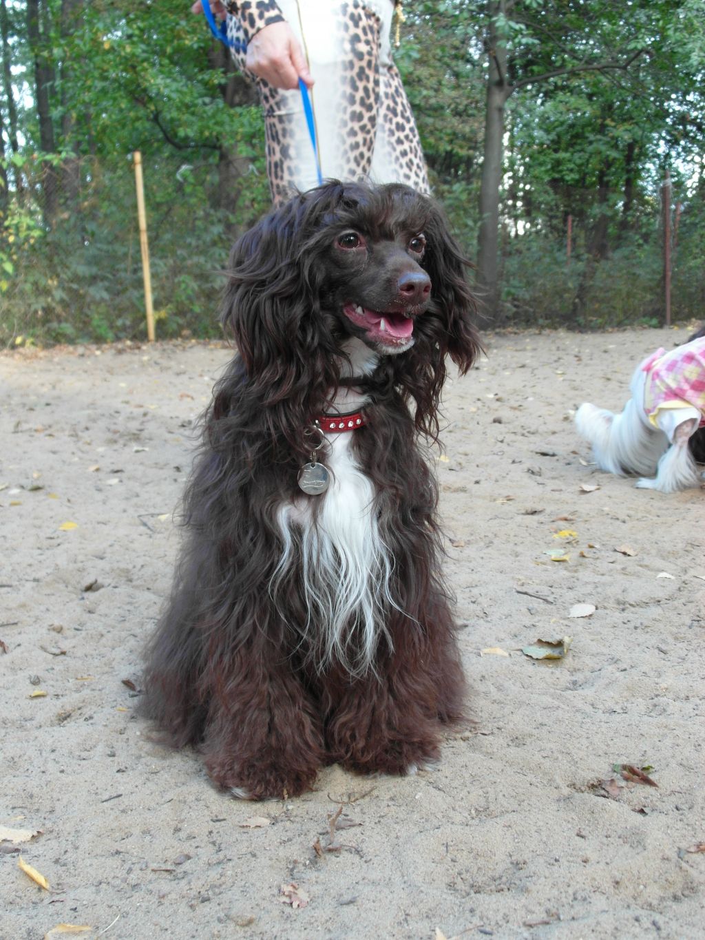 Opus Palmare Atistic Vagary