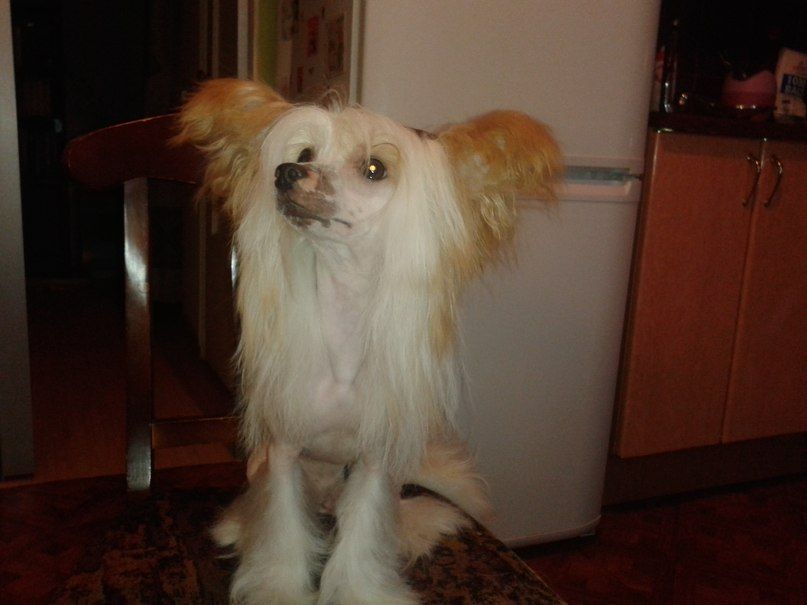 Sapfir iz Tsarskogo Sela Ibriz De Yuna