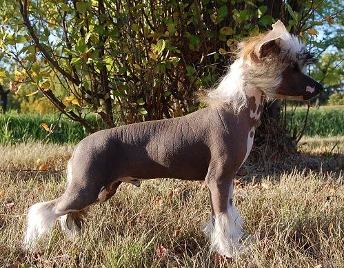 Crestyle Oliver with a Twist HL