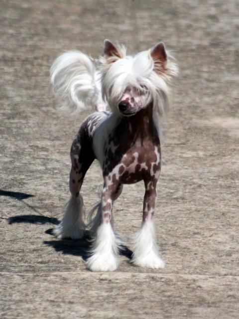Hampton Court's Strawberry Pie Legend