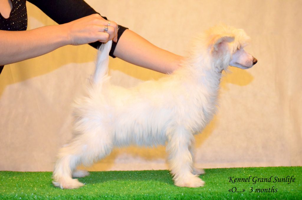 Grand Sunlife Odaliska