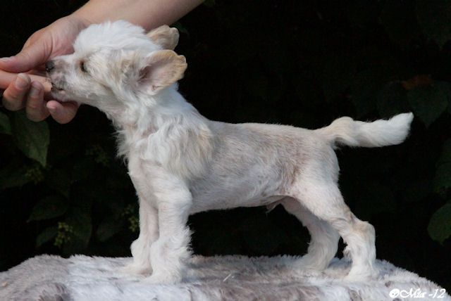 Candy Queen's Little Hiawatha