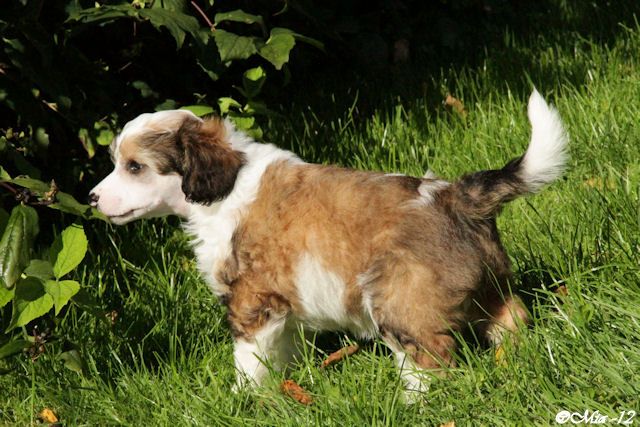 Candy Queen's Brave Brother Bear