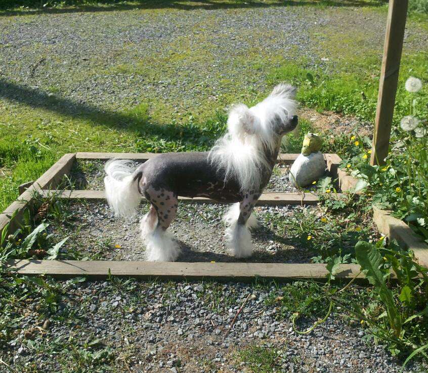 Candy Queen's Magical Fairytale