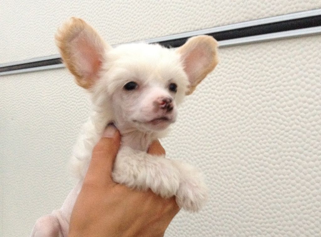 Beauty of XLNZ Six Hunny Bunny