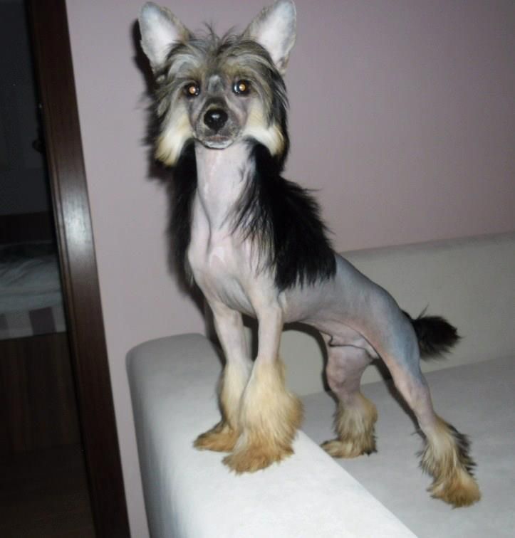 Aleki Allegro Elliott