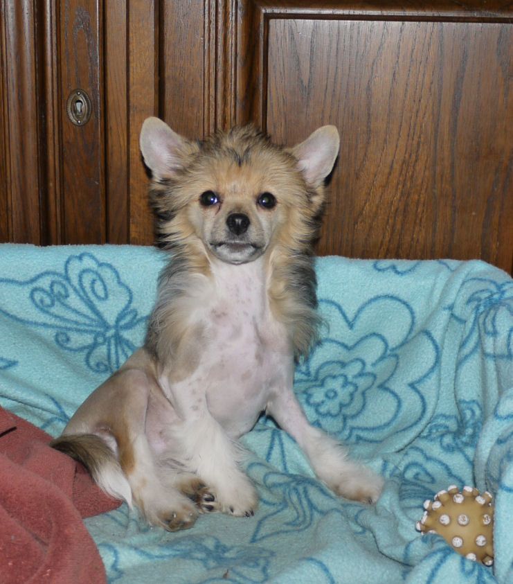 Hocus Pocus Little Charmings