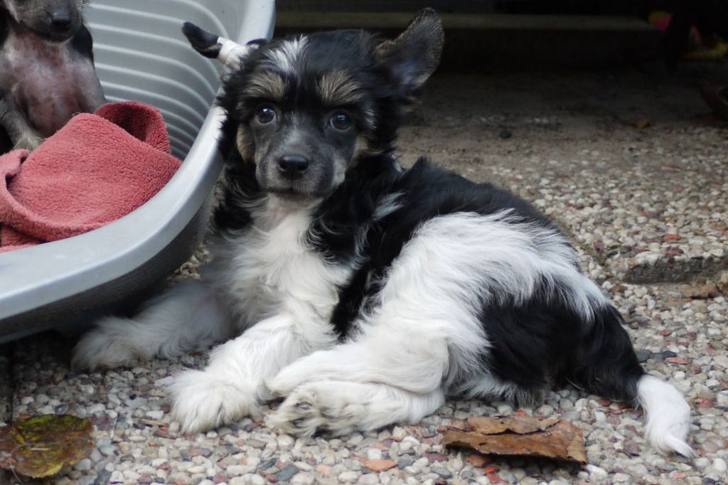 Huggy Bear Little Charmings