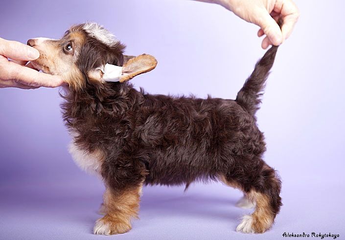 Perl Magic Teddie Choko Pay