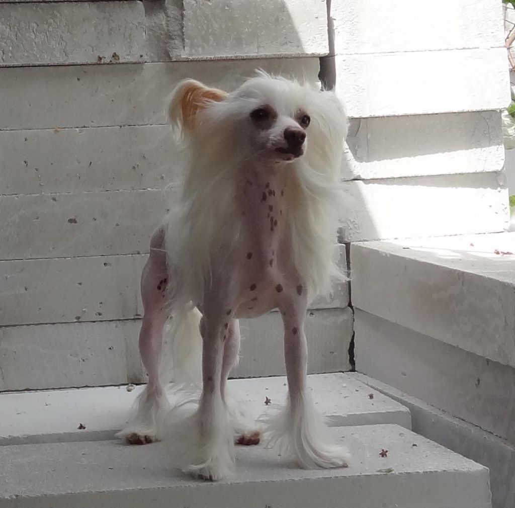 Naimuluna Line Kameliya