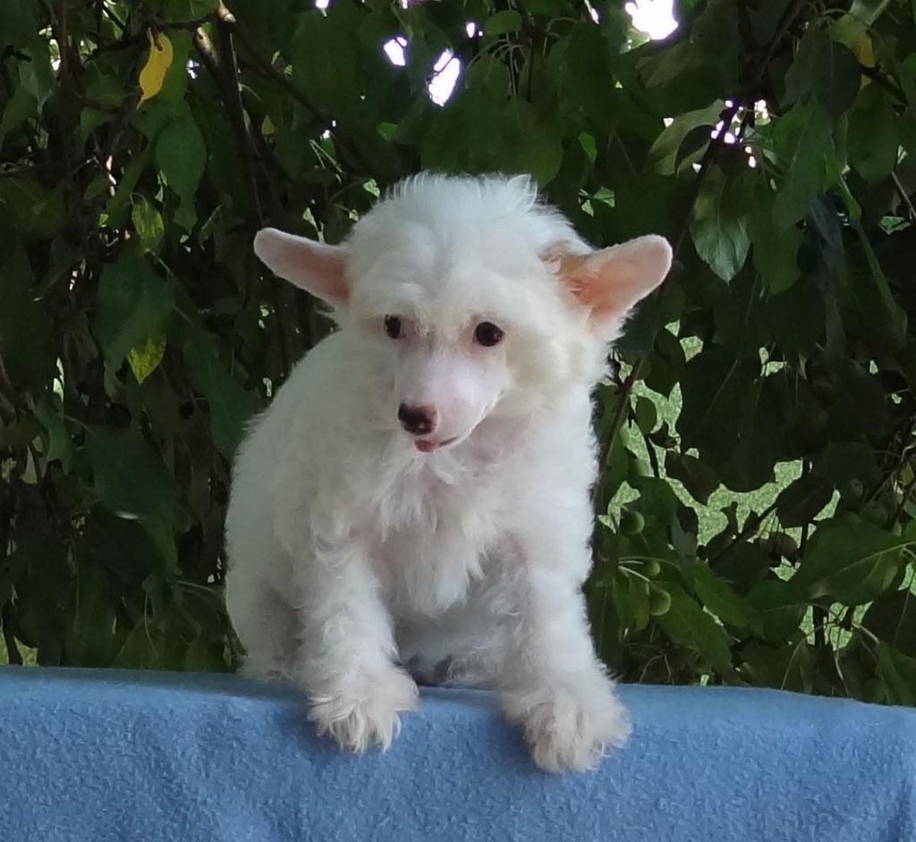 Naimuluna Line Kulminaciya