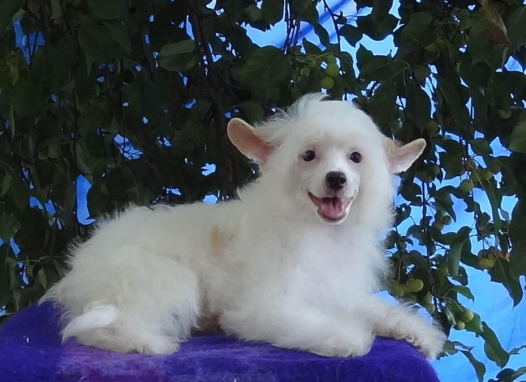 Naimuluna Line Idiliya