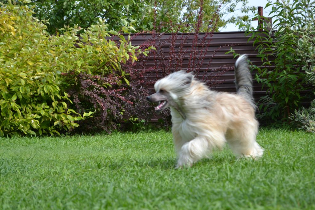 Landkris Gaultier Classik