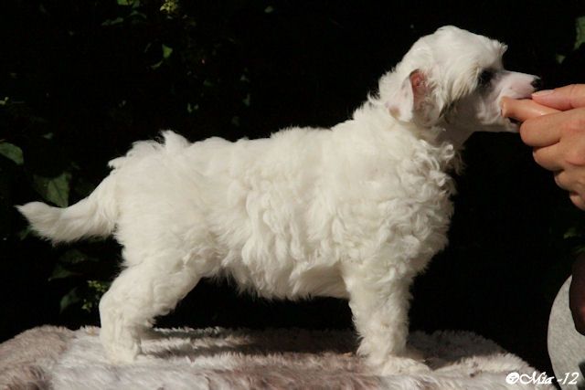 Candy Queen's Kissing Princess