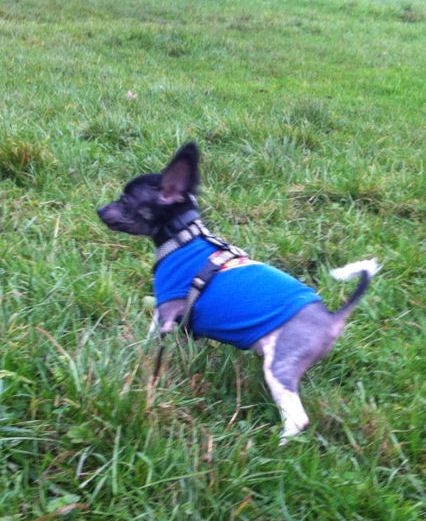 I've Arrived Little Charmings