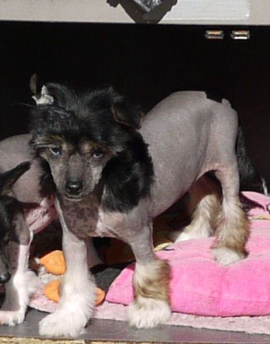 Indiana Little Charmings